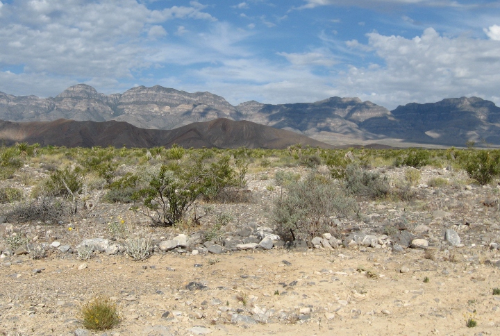 Desert Habitat